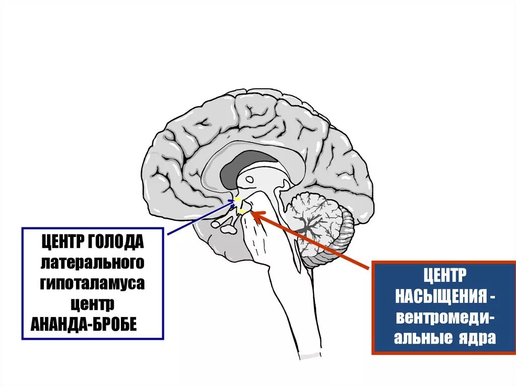 Sentri goloda i nasisheniya v gipotalamuse. Центр голода и насыщения. Физиологические основы голода и насыщения. Гипоталамус центр голода и насыщения. Возникновение голода