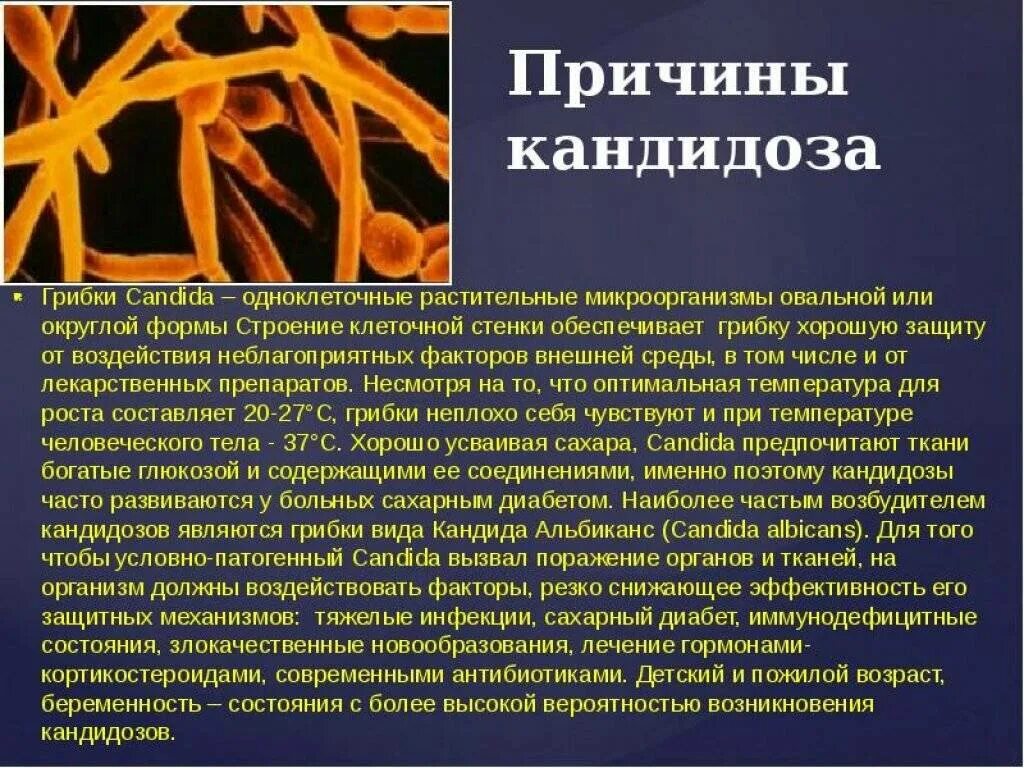 Заболевания вызванные дрожжевыми грибками. Грибы кандида в организме. Кандидоз возбудитель инфекции. Формы кандидозной инфекции. Причины молочницы у мужчин лечение