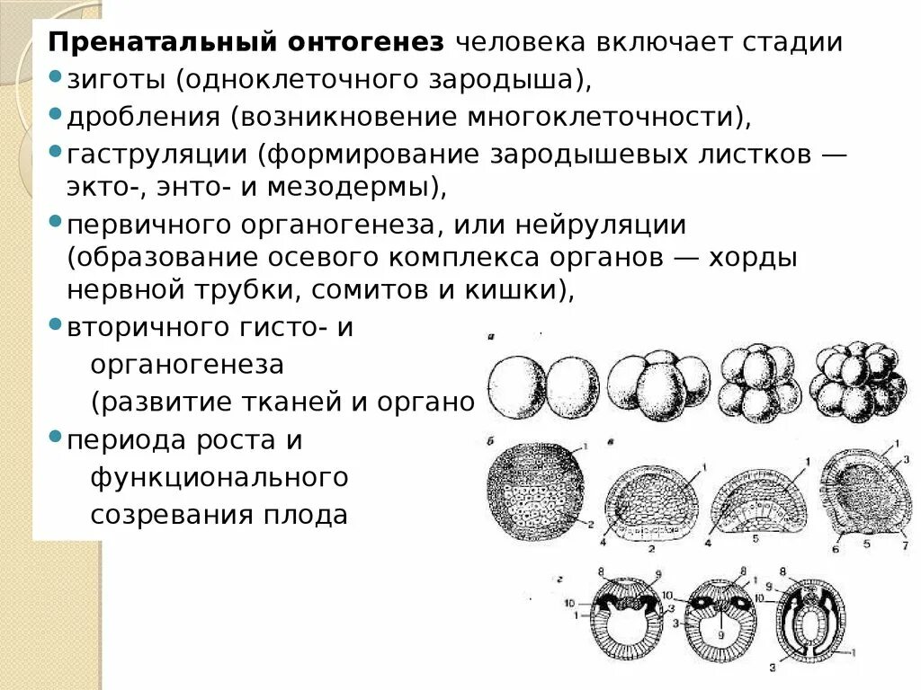 Онтогенез наследственный