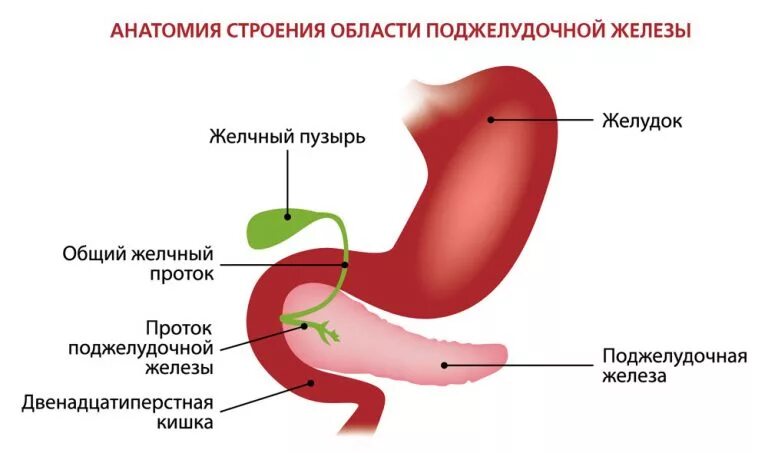 Пищевод желудок желчный пузырь. Схема строения поджелудочной железы. Анатомические структуры поджелудочной железы. Анатомическое строение поджелудочной железы. Строение стенки поджелудочной железы.