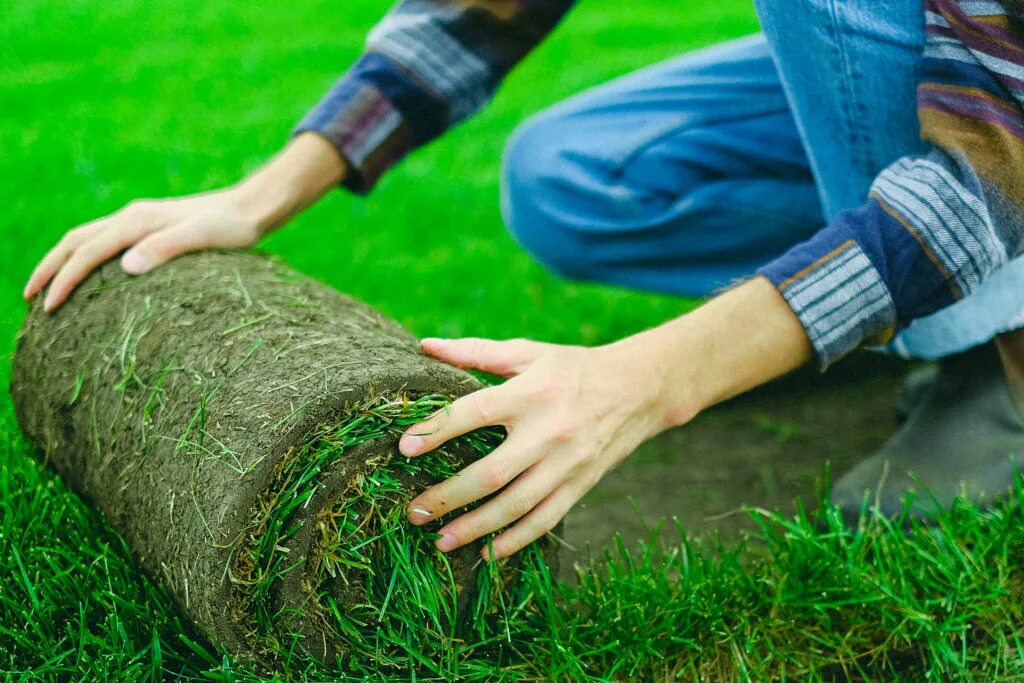 Семена газонной травы саншайн. Как сделать дерн. Конструкция рулонного газона. Как сделать дерн. Как сделать дерн.