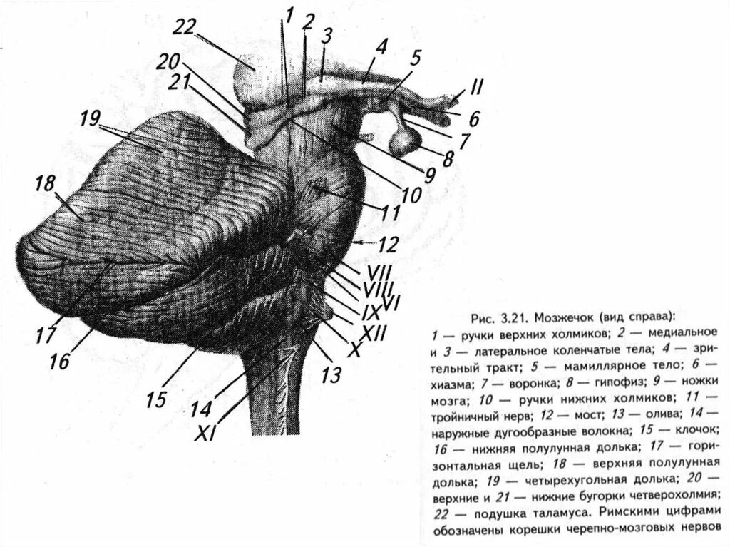 Средние ножки мозжечка. Ножки мозжечка анатомия мрт. Верхние средние и нижние ножки мозжечка. Ножки мозжечка препарат анатомия. Проводящие пути мозжечка анатомия.