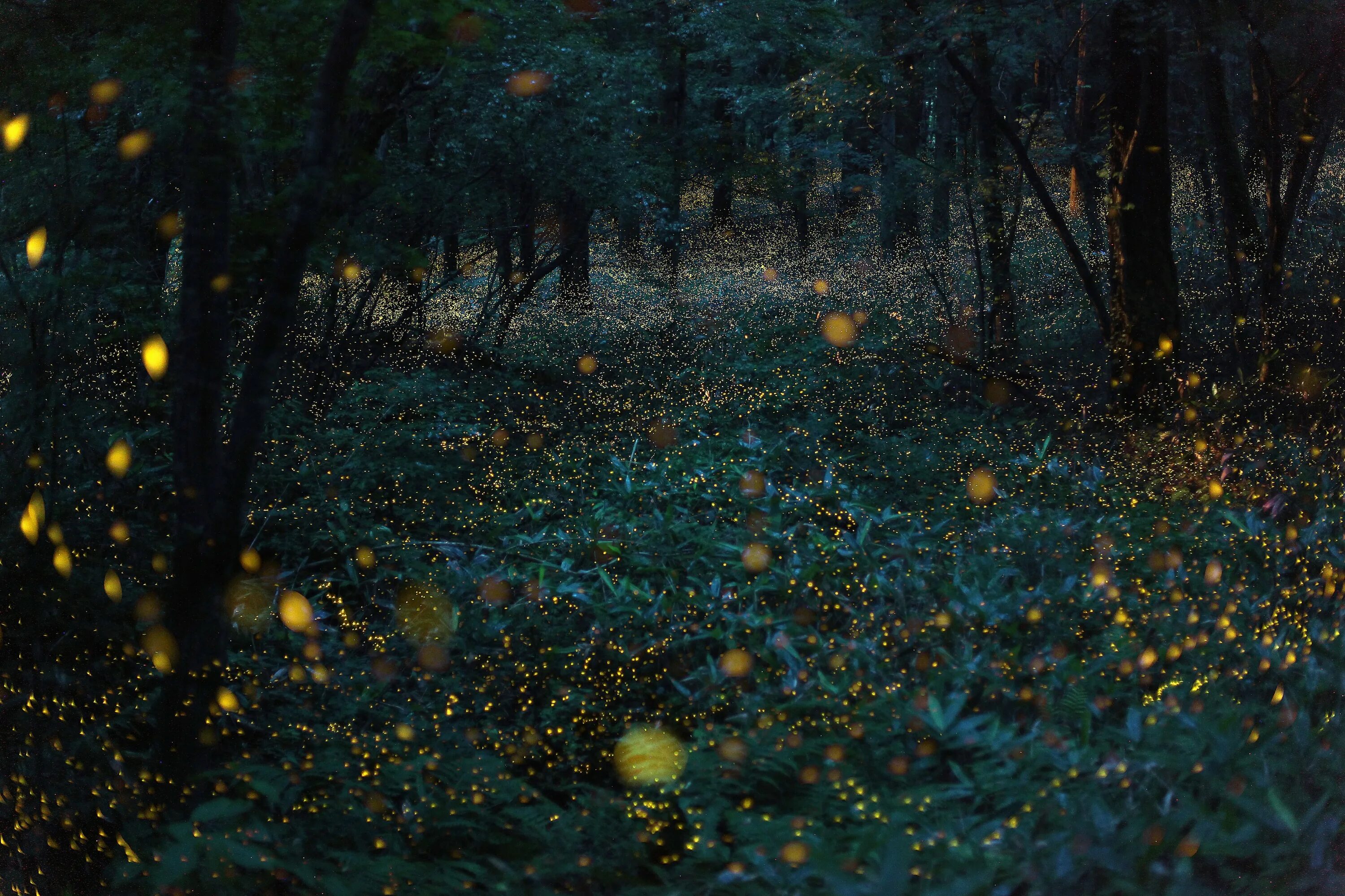 Светлячки Геншин. Светлячки в бамбуковом лесу Япония. Светлячки ночью. Огоньки в лесу.