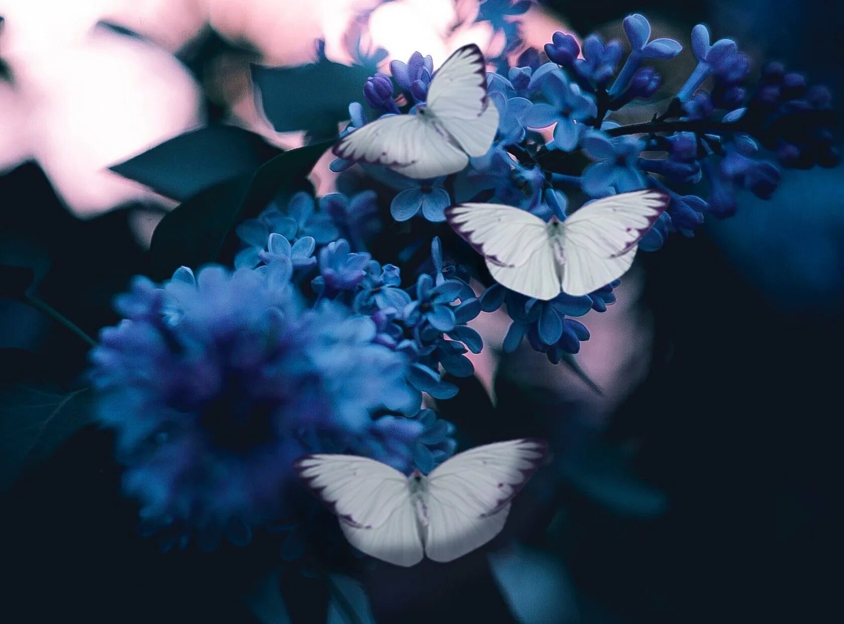 Голубая бабочка. Синяя бабочка. Эстетика голубого. Бабочки Эстетика. Feeling butterflies