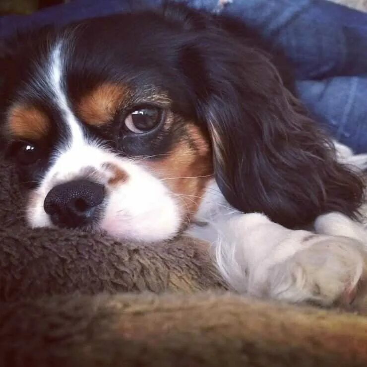Pin on Cavalier King Charles Spaniels Spaniel puppies, Spaniel dog, King charles