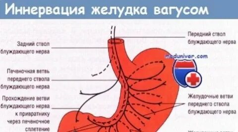 Сплетение желудка
