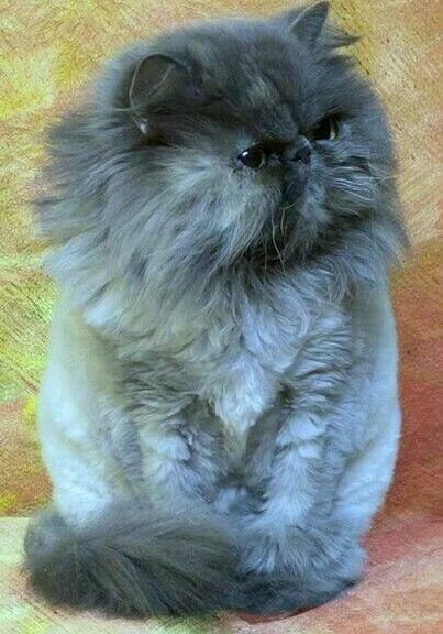 Pin by Donna on Here Kitty Kitty... Cats, Persian kittens, Kittens