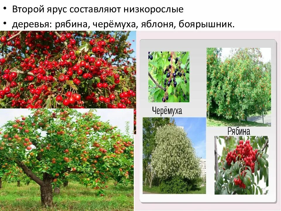 Кустарниковый ярус. Боярышник ярус. Нижний ярус леса. 3 ярус кустарники. Боярышник и рябина отличия.
