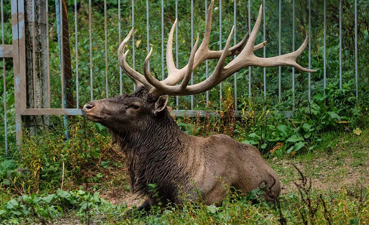 Животные могилев. Могилев зоопарк. Зоосад могилев. Могилёвский буйничи зоосад. Зоосад могилев.