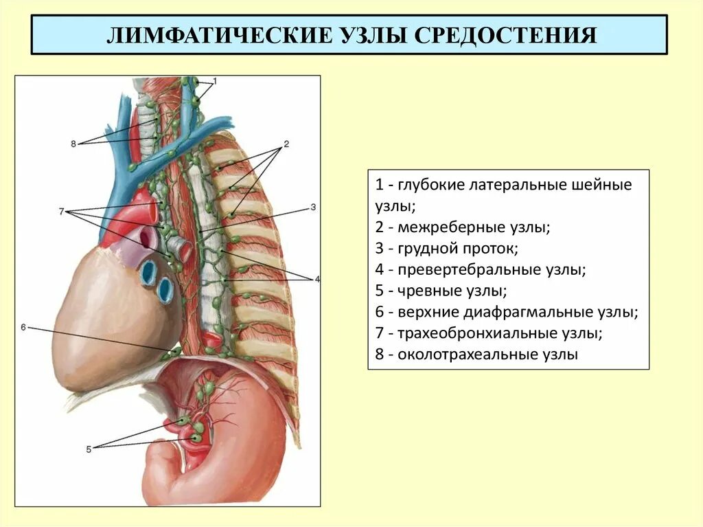 Легкие увеличен узел. Лимфатические узлы грудной клетки кт. Лимфатические сосуды и узлы средостения. Схема внутригрудных лимфоузлов. Лимфатические сосуды и узлы грудной полости.