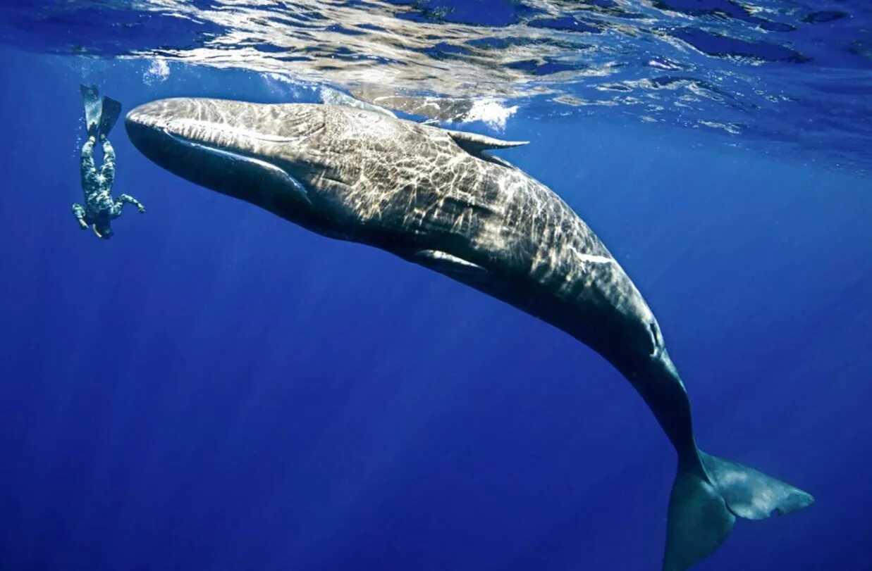 Крупное млекопитающее в мире. Голубой кит млекопитающее. Кит Горбач. Синий кит (голубой кит). Кит Горбач и Кашалот.