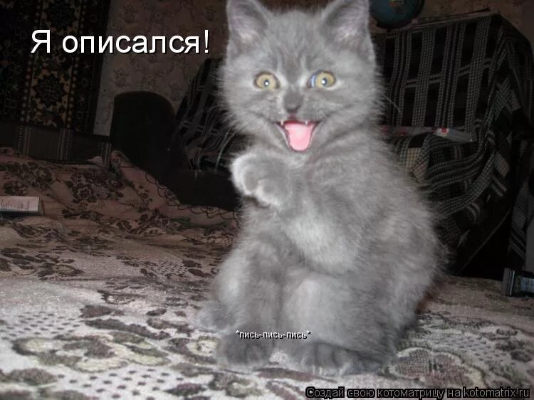 котенок описался. котенок описался от страха. милые котики на кровати. британская кошка на кровати. кровать для кошки.
