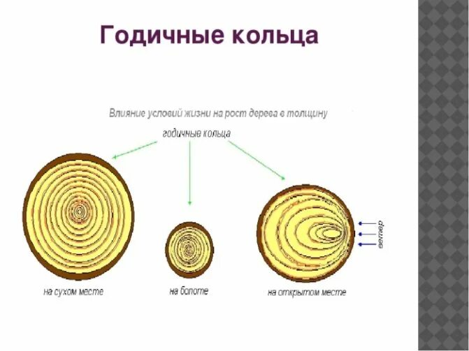 Древесные стебли образуются у. Годичные кольца древесины биология 6 класс. Биология древесный стебель годичные кольца. Годичные кольца древесины 5 класс биология. Что такое годичное кольцо в биологии 6 класс.