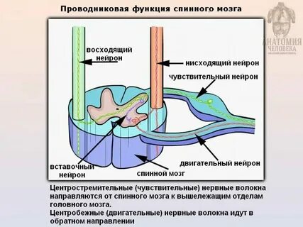 Проводниковая функция характерна для отдела головного мозга