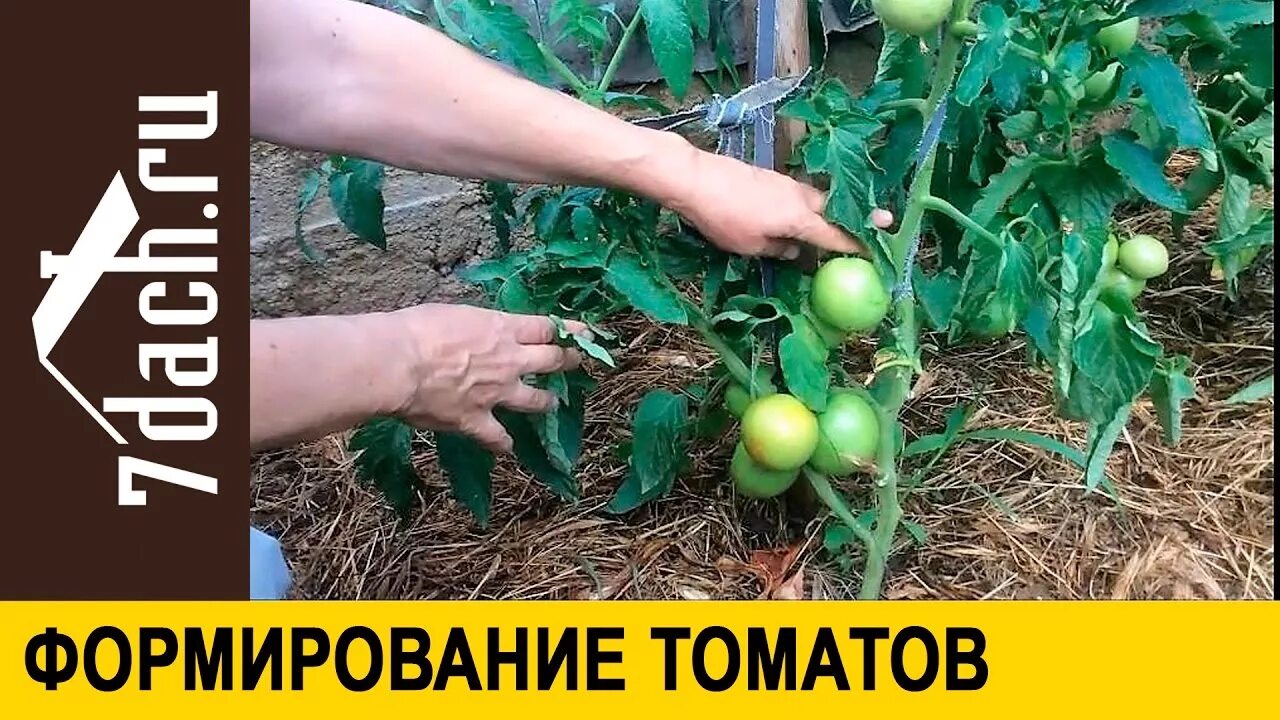 Формирование томатов в открытом. Формирование томатов. формирование томатов в открытом грунте. формирование детерминантных томатов. формирование томатов в теплице.