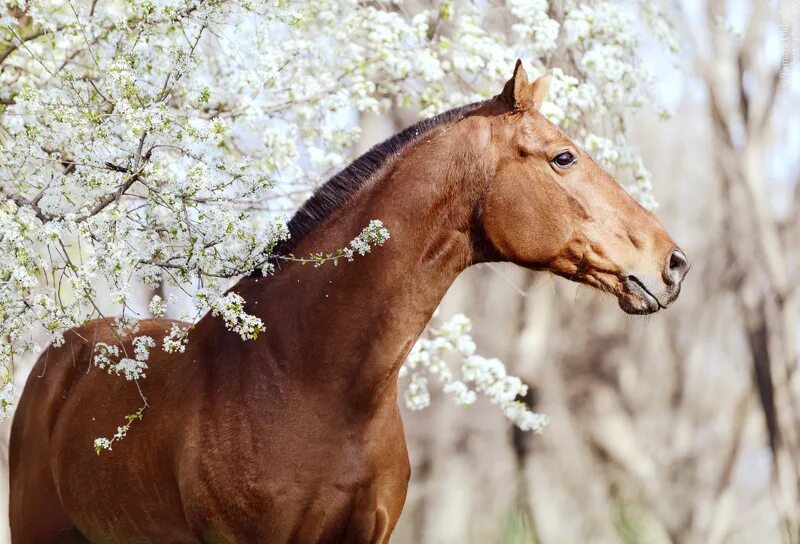 Лошадь в поле. Лошадь в осеннем лесу. Стадо лошадей. Табун лошадей диких лошадей. Лошади в куст.