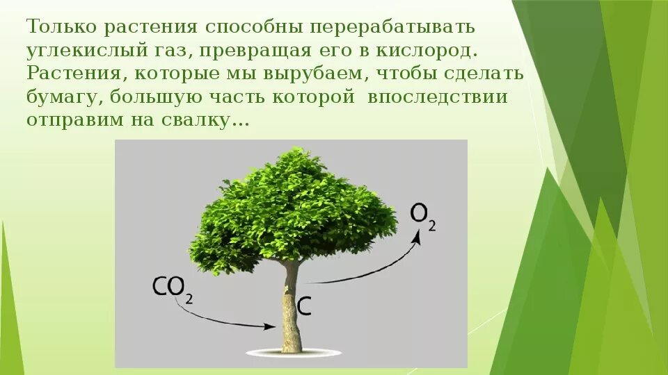 Помогает ли деревья. Деревья поглощают углекислый ГАЗ. Деревья выделяют кислород. Углекислый ГАЗ для растений. Деревья которые выделяют углекислый ГАЗ.