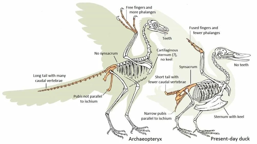 Цевка у птиц образована сросшимися костями. Археоптерикс Эволюция птиц. Скелет птицы анатомия. Археоптерикс строение скелета. Скелет археоптерикса и птицы.