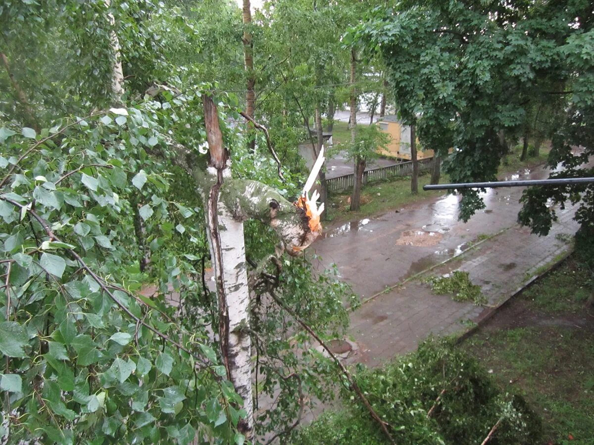 Betula pendula лист. Сбор сока с березы. Береза заноза. Морозобойные трещины. Береза характеристика древесины.