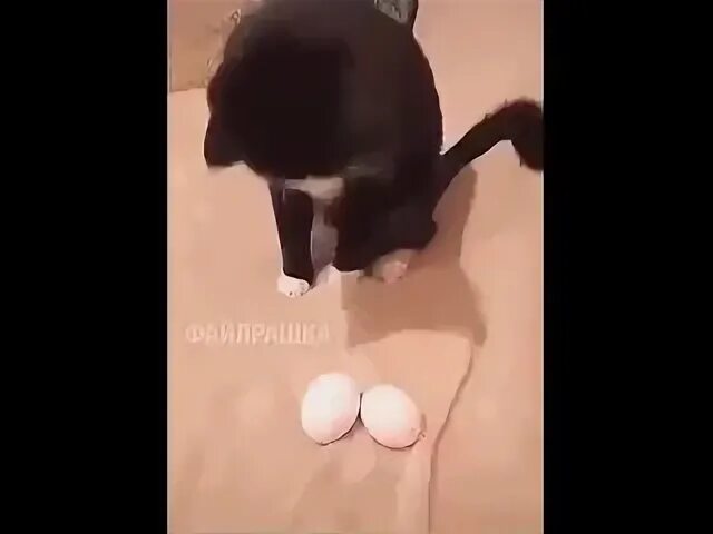 Сырое яйцо кошке