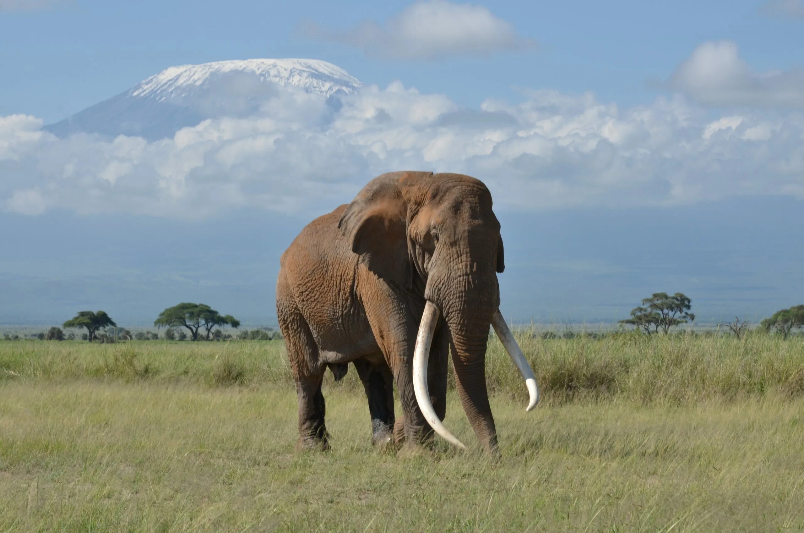 Huge elephant