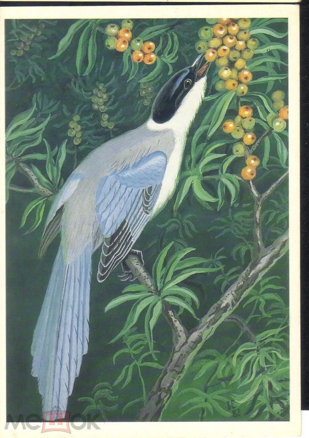 Ворон и сорока ушинский рисунок. Константин дмитриевич ушинский для детей 1 класс. Сорок худо. Худо тому кто добра не делает никому. Сорок худо.