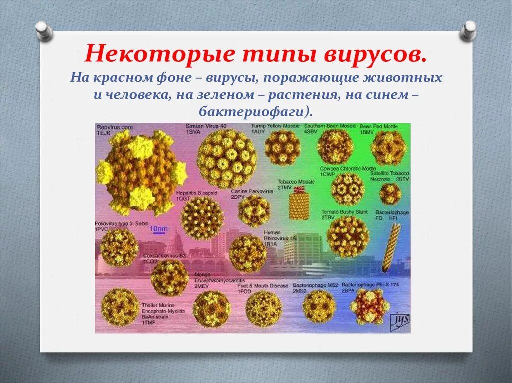 Представители вирусов 5 класс биология. Виды вирусов. Представители вирусов. Вирусы примеры названия. Виды вирусов в биологии.