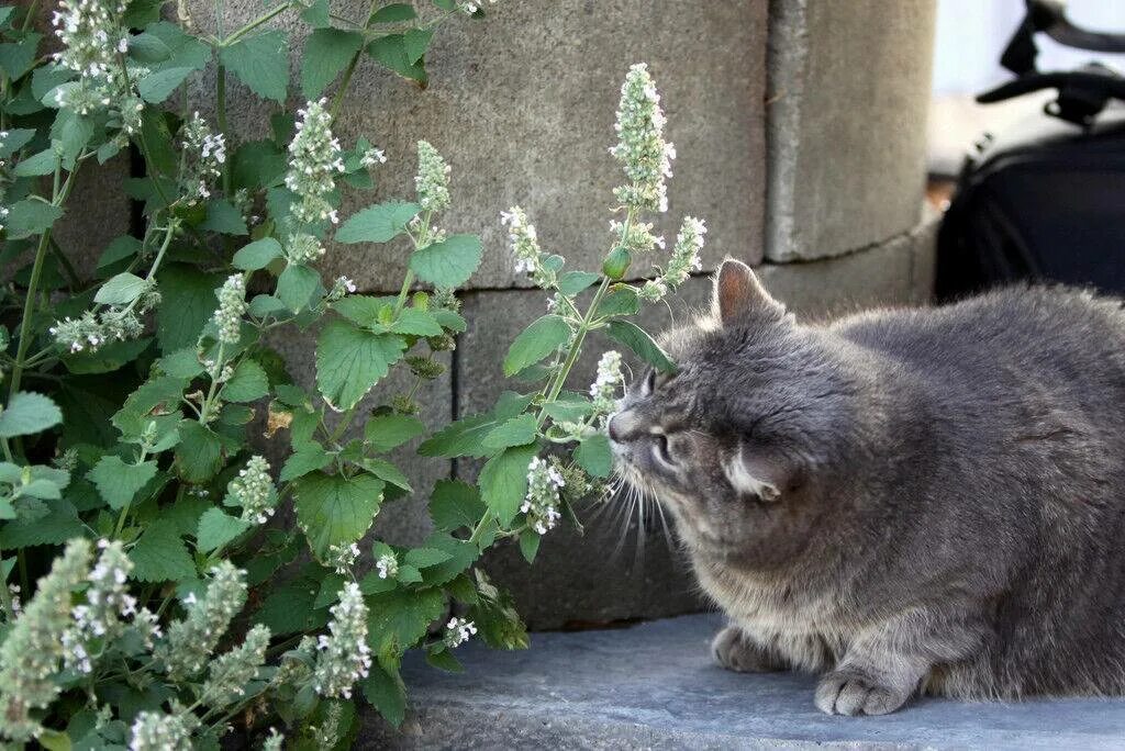 А мы пахнем кошачьей мятой и листвой