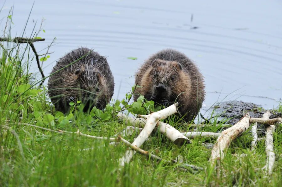 интересные факты о бобрах. презентация про бобра. речной бобр (западносибирский подвид).