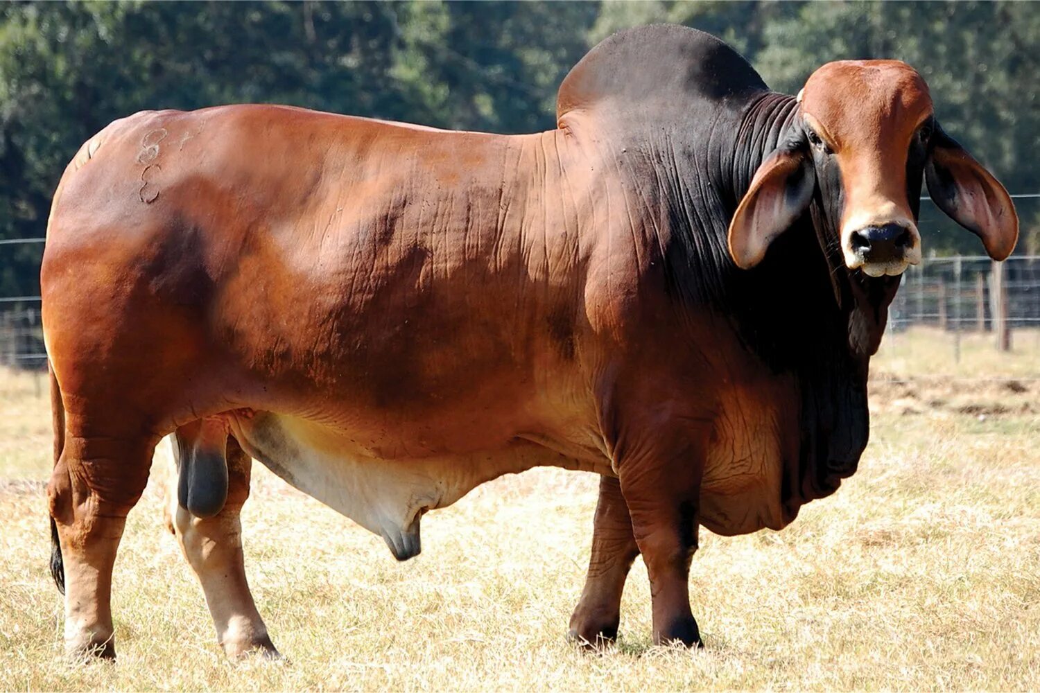 Породистые коровы. Джерсейская порода Быков. Порода Быков Браман. Брахман (порода зебу).