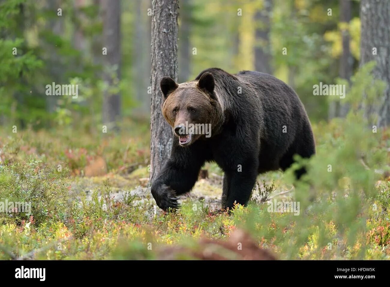 Bears walk