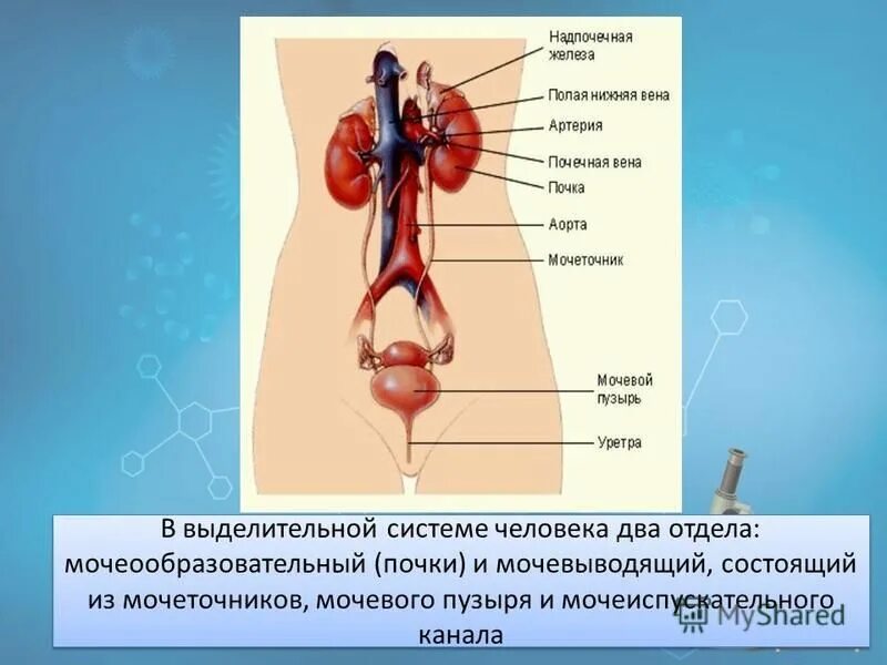 Какую функцию выполняют почки у человека