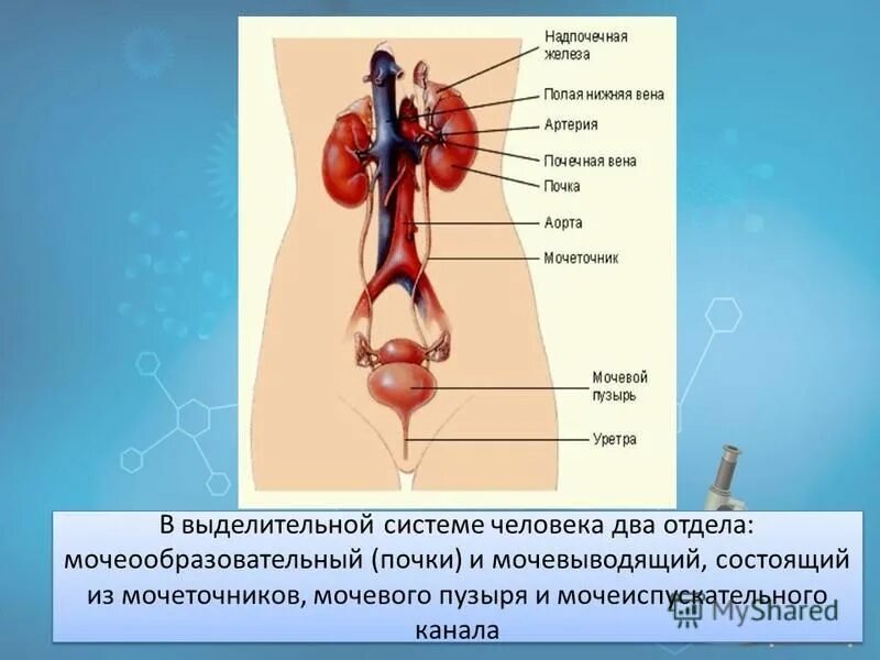 Какую функцию выполняют почки у человека. Строение мочеточника у женщин.