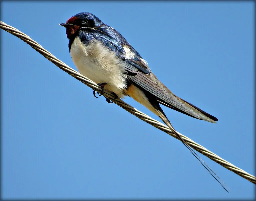 Описание ласточки. Прилетели ли ласточки. Стрижи птицы стая. Ласточки прилетели. Прилетели ли ласточки.
