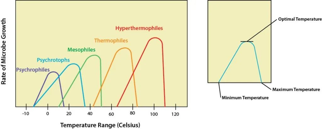 With the temperature being used. Thermus aquaticus. microbiological growth. температурная оптималь. optimal temperature for panda.