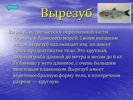 Азовское море рыба