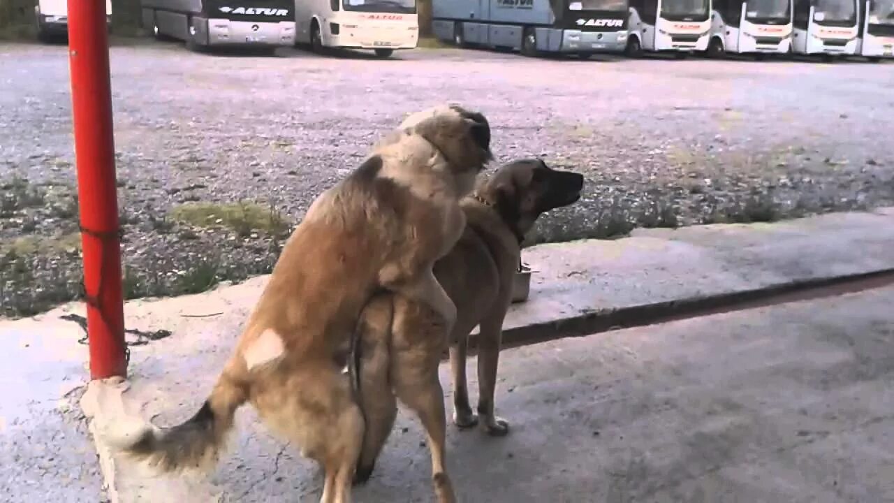 Спаривание собак с женщинами. Вязка у собак малинуа. Dog ciftlesmesi.