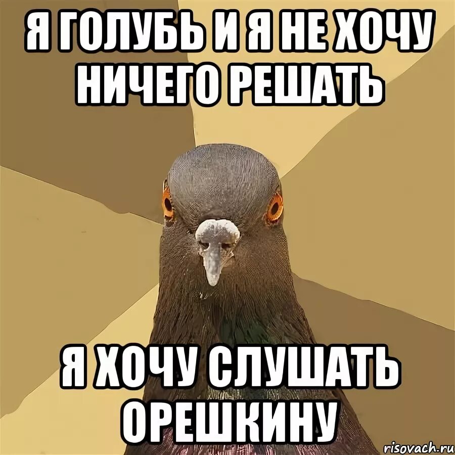 Не решающий ничего. Готовь очко голубь мем. шо це за птица. ничего не хочу мем. не хочу ничего решать хочу мимими.
