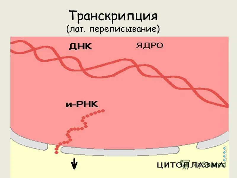 Транскрипция днк элементы. Транскрипция днк схема процесса. Транскрипция днк элементы. Основной результат транскрипции. Синтез белка в клетке транскрипция и трансляция.