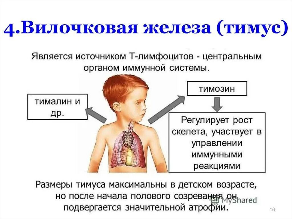 Функция вилочковой железы в организме человека. Тимус (вилочковая железа) избыточное. Вилочковая железа симптомы заболевания. Патология вилочковой железы. Вилочковая железа болезни.