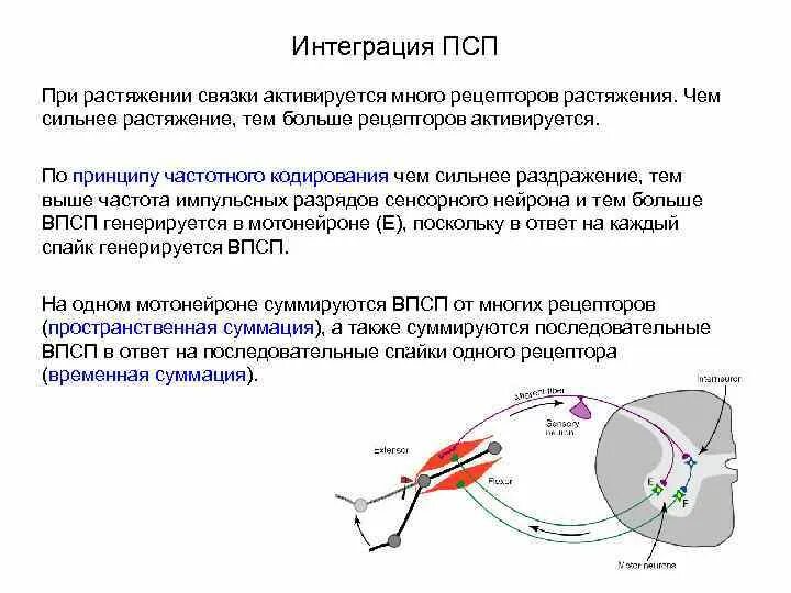 Аксон рефлекс. Схема перистальтического рефлекса. Рецепторы растяжения. Рецепторы растяжения легких. Схема рефлекса растяжения.