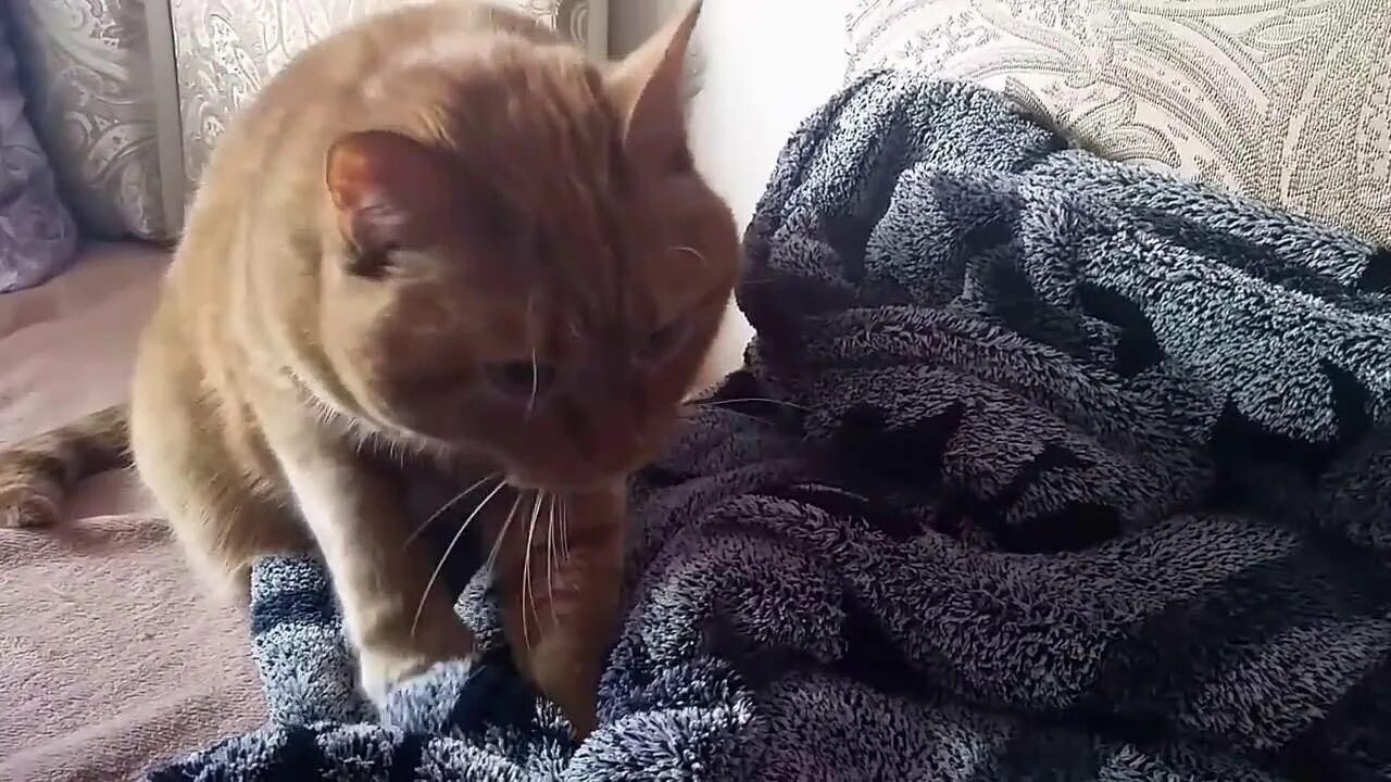 Почему коты мнут лапами и мурлыкают. Кот топчется. кот мнет одеяло. кот топчет лапами одеяло. кот топчется передними лапами.