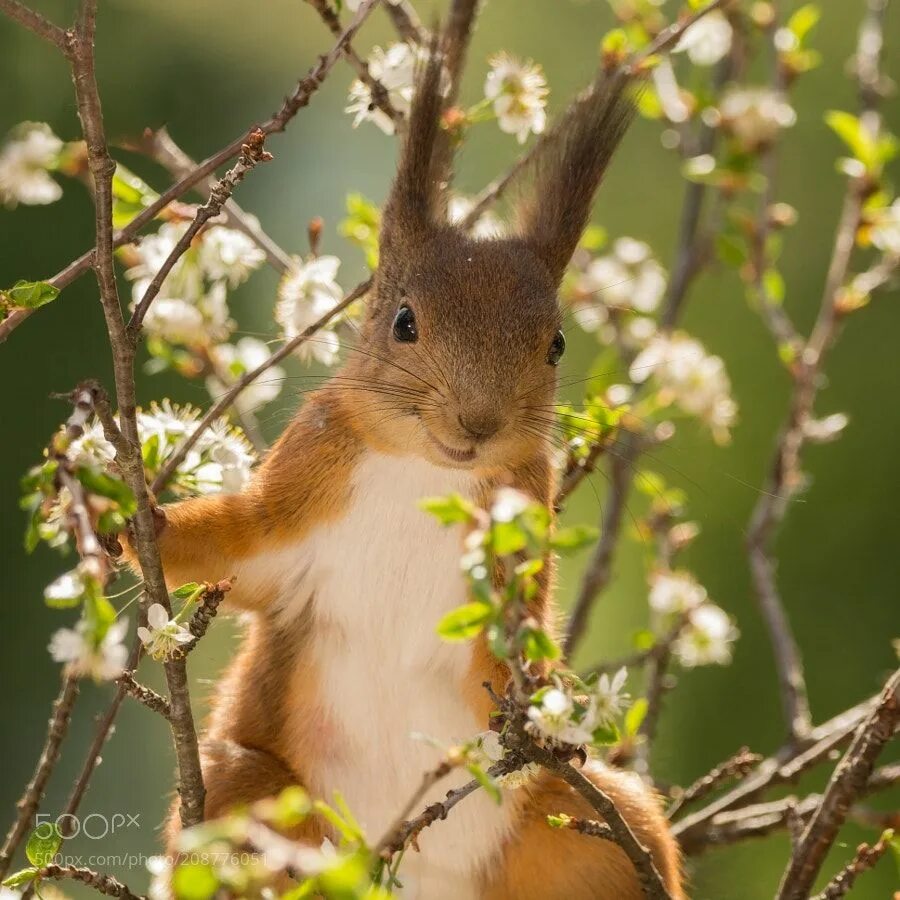 Радостная белка. Забавные белки. Счастливая белка. Обыкновенная белка. Смешная белка.