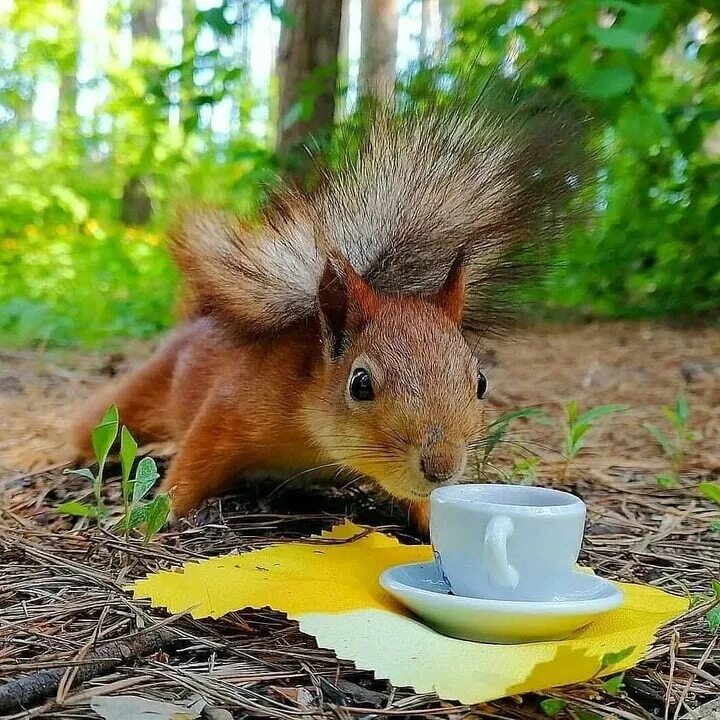 Pin by Deborah Pellegrino on Squirrels Cute squirrel, Squirrel, Cute funny anima