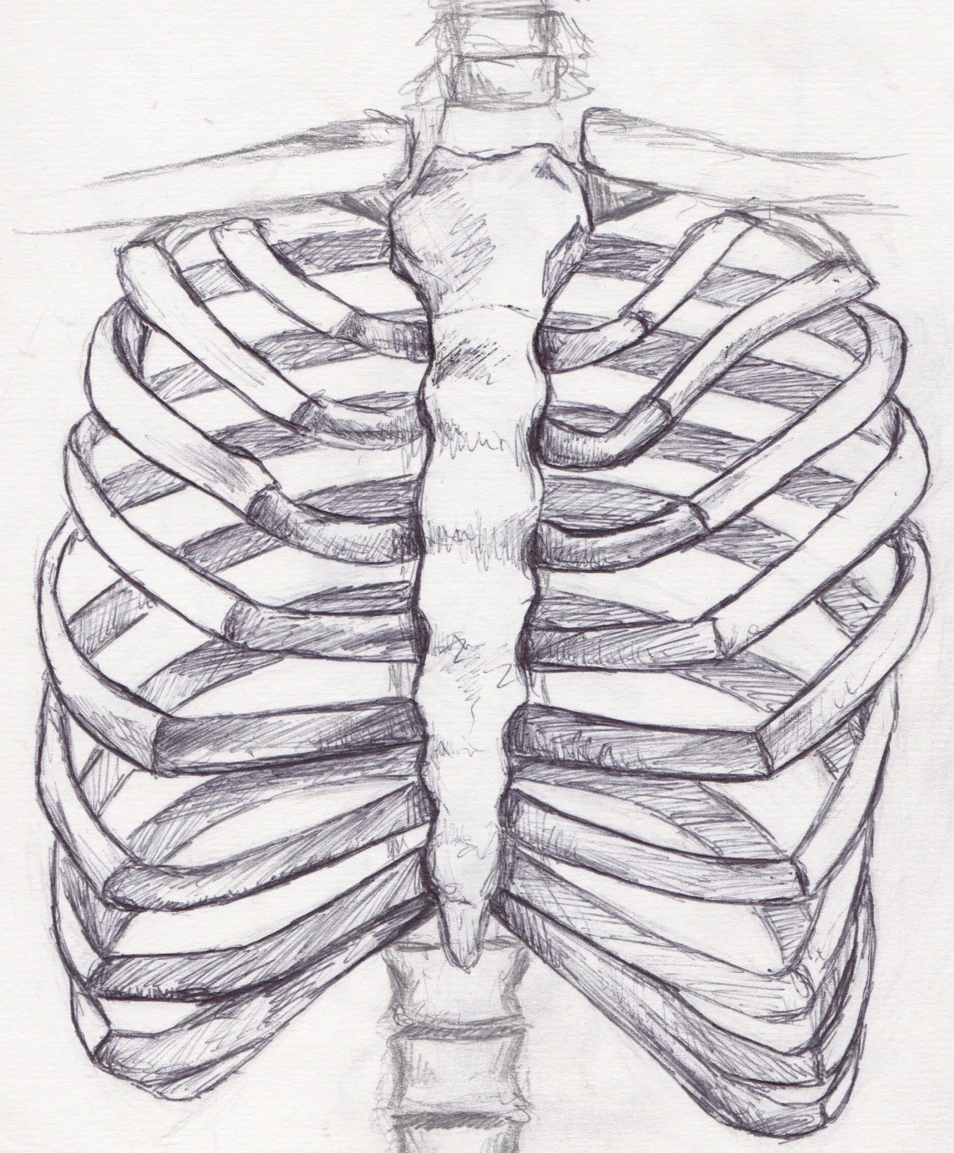 Анатомия грудной клетки: Грудина. Скелет грудной клетки Грудина. EXTREMITAS anterior ребра. Грудная клетка кости ребра. Легкие между ребер