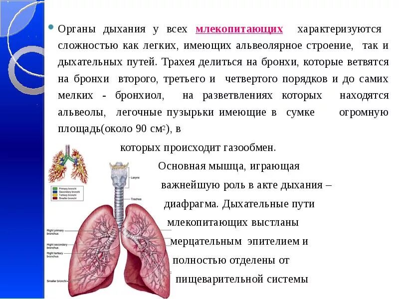 Дыхательная система млекопитающих 7 класс. Органы дыхания у млекопитающих 7 класс. Дыхательная система млекопитающих схема. Система органов дыхания млекопитающих 7 класс.