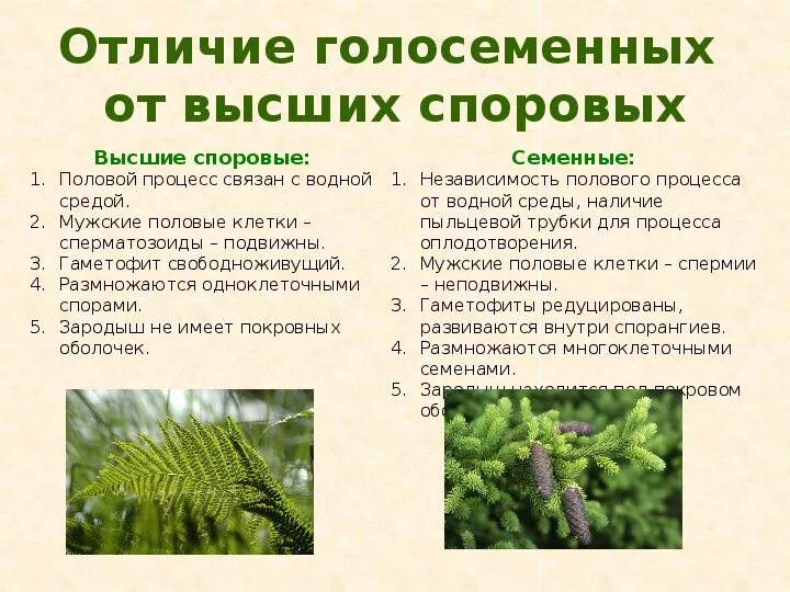 Плауновые хвойные папоротниковые однодольные. Таблица признаки споровые Голосеменные. Семенные растения Моховидные растения. Отделы Папоротниковидные, Голосеменные. Особенности строения голосеменных растений.