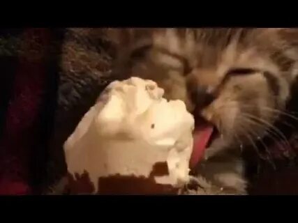 The cream kitty