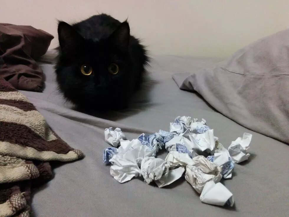 Украден котенок