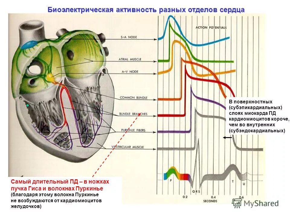 Электрическая активность клеток. Биоэлектрическая активность сердца. Биоэлектрическая активность миокарда это. Потенциалы действия разных отделов миокарда. Проводящая система сердца ЭКГ.